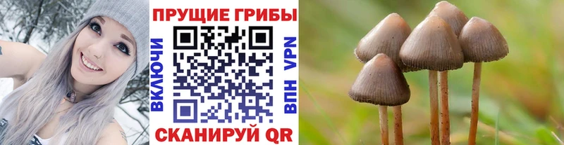 Галлюциногенные грибы мицелий  Купить  Суджа 